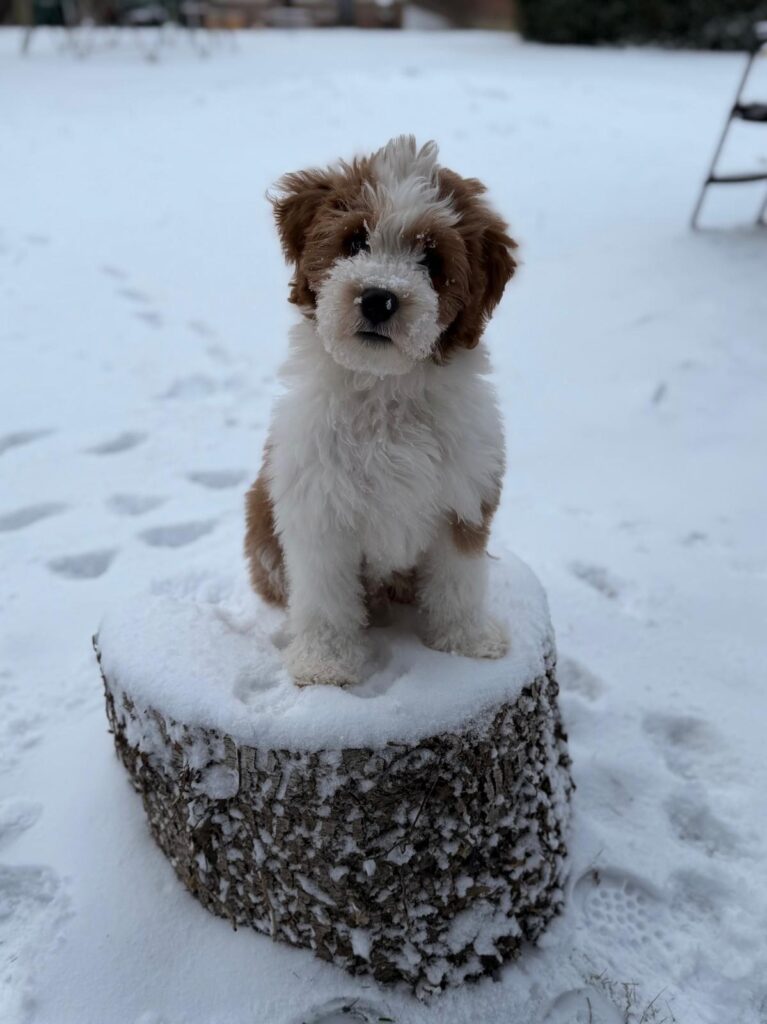 Pup van Lizzy