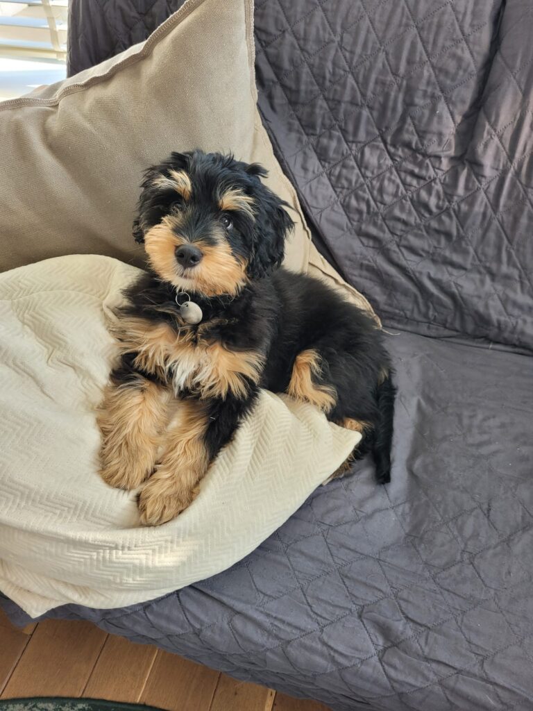 Pup van Lizzy