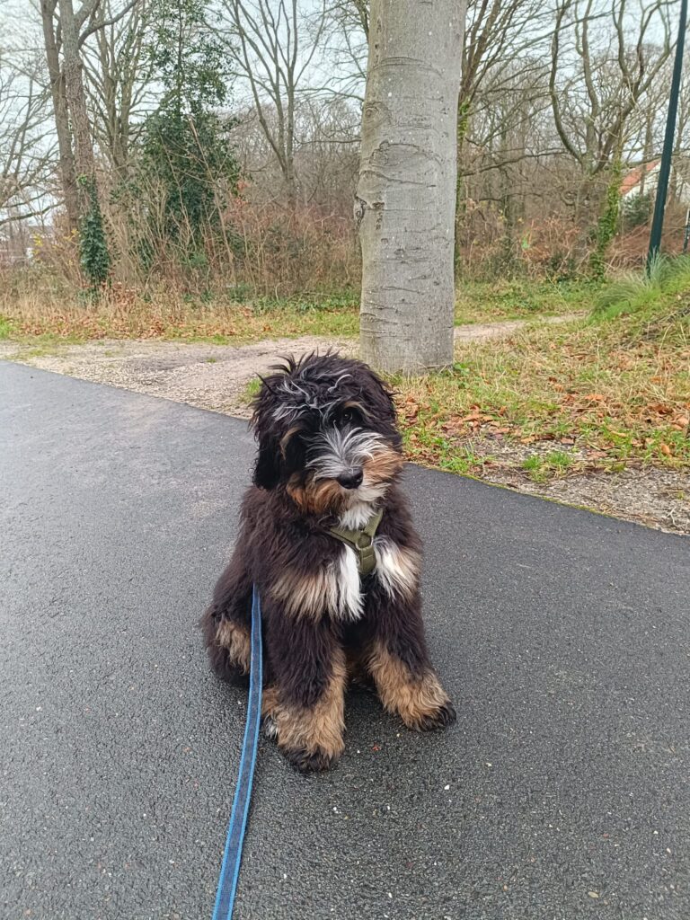 Pup van Lizzy