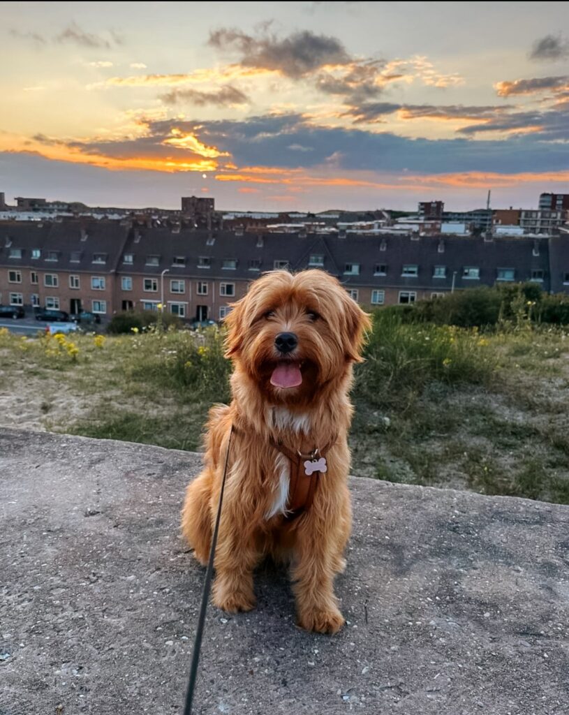 Pup van Lizzy