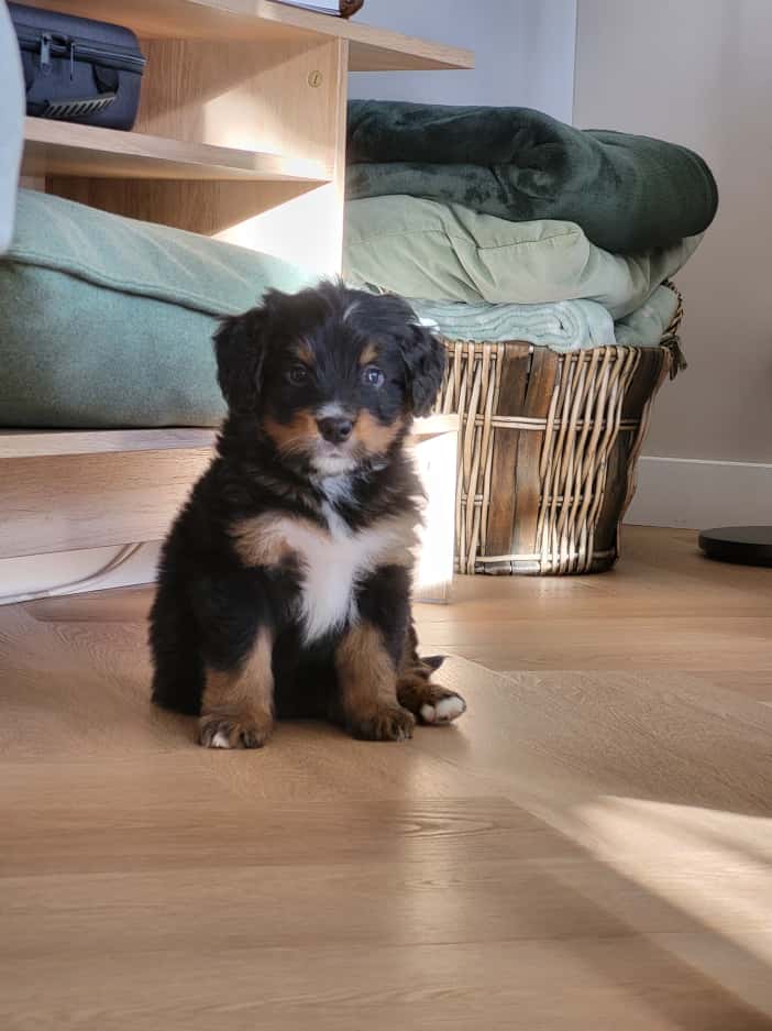 Pup van Lizzy