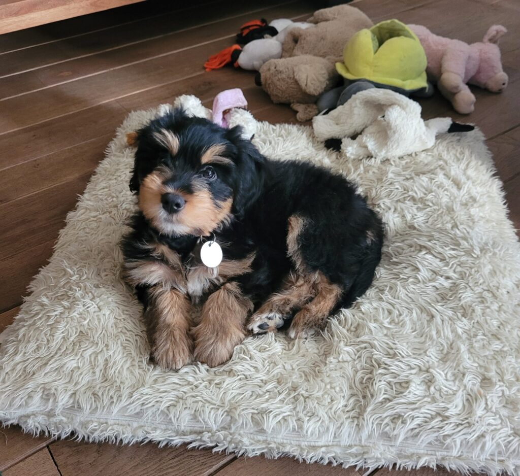 Pup van Lizzy