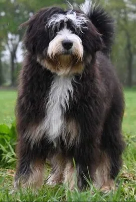 Bernedoodle Senna