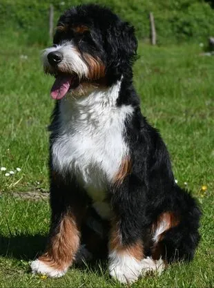 Bernedoodle van Lizzy