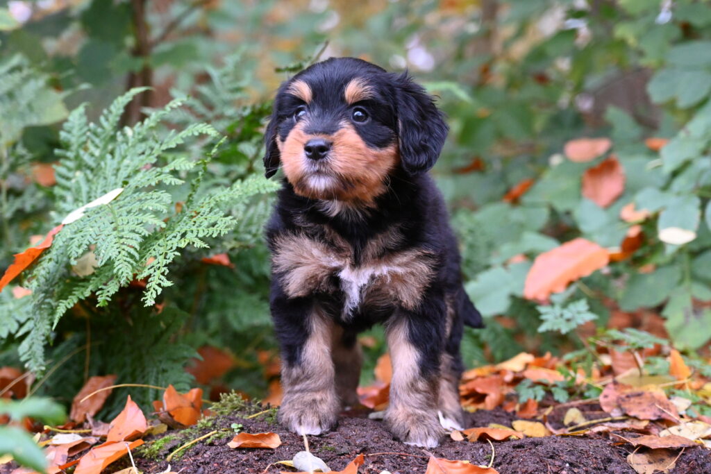 Pup van Lizzy
