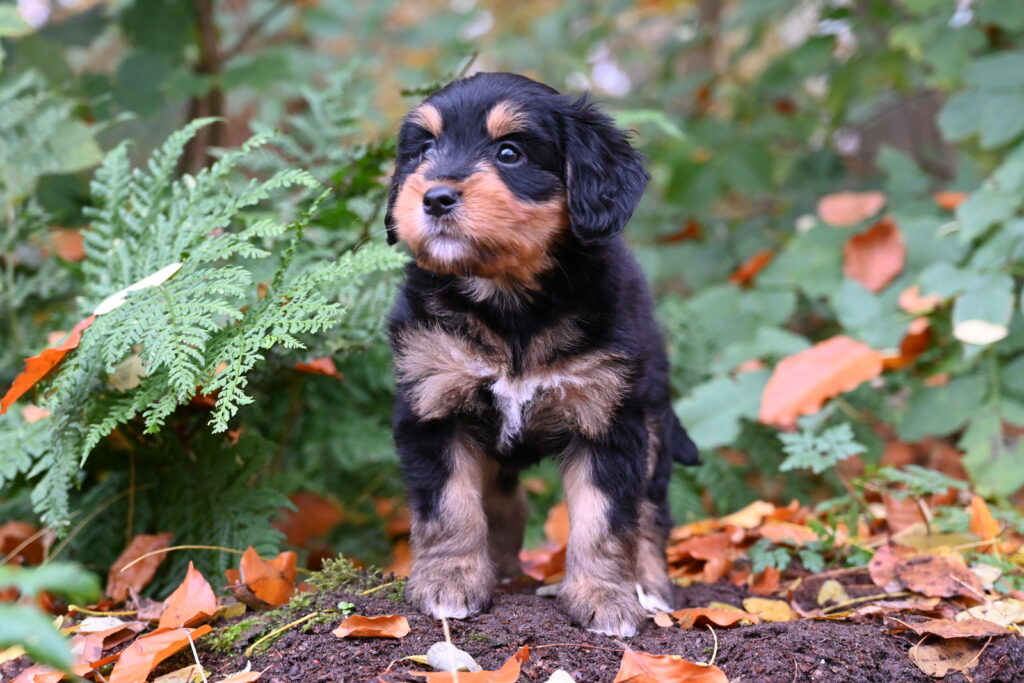 Foto van Ziva