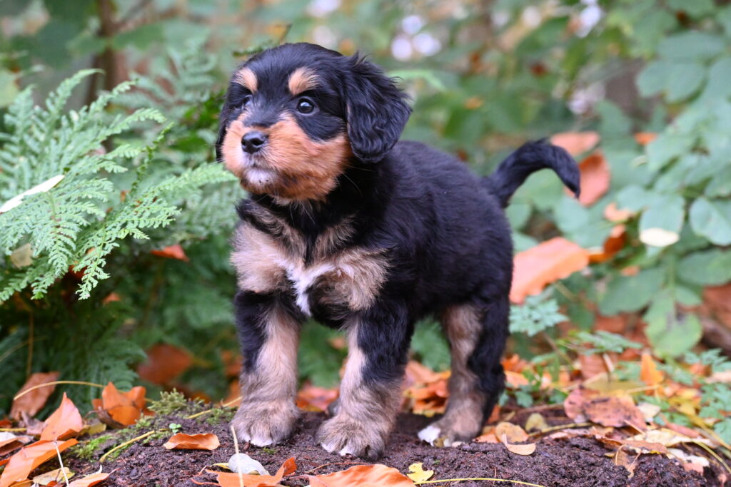 Foto van Ziva