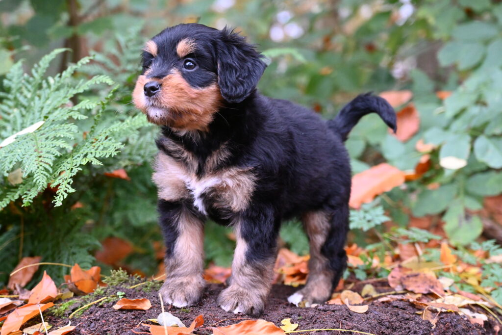 Foto van Ziva