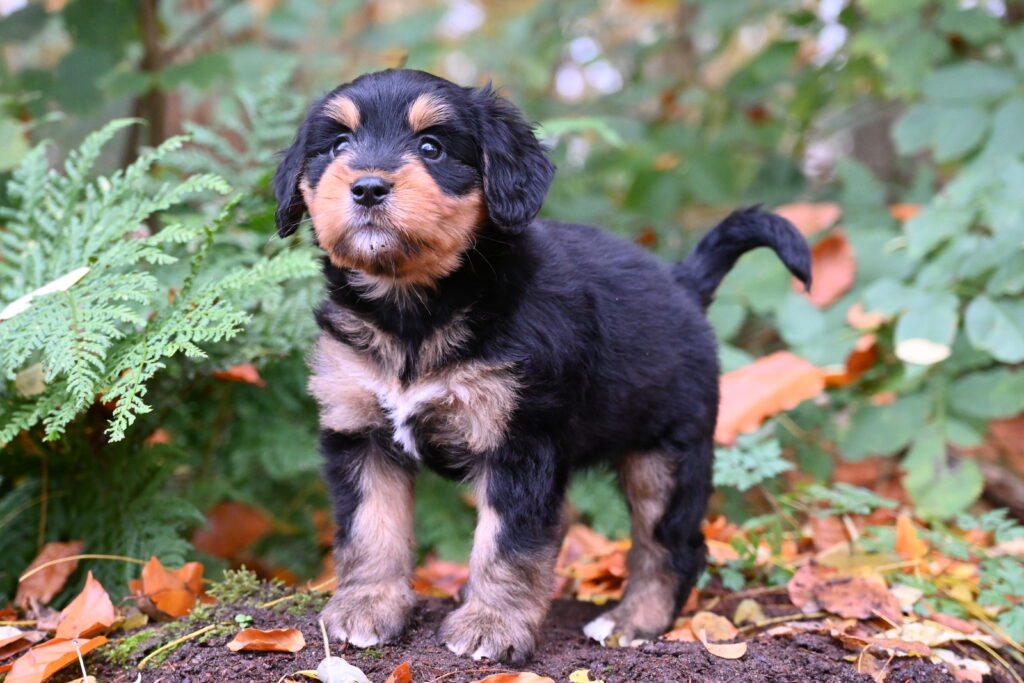 Foto van Ziva