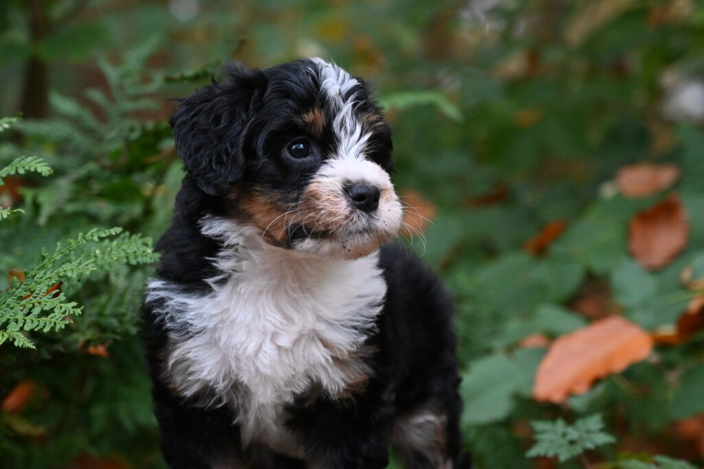 Pup van Lizzy