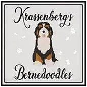 Krassenberg's Bernedoodles