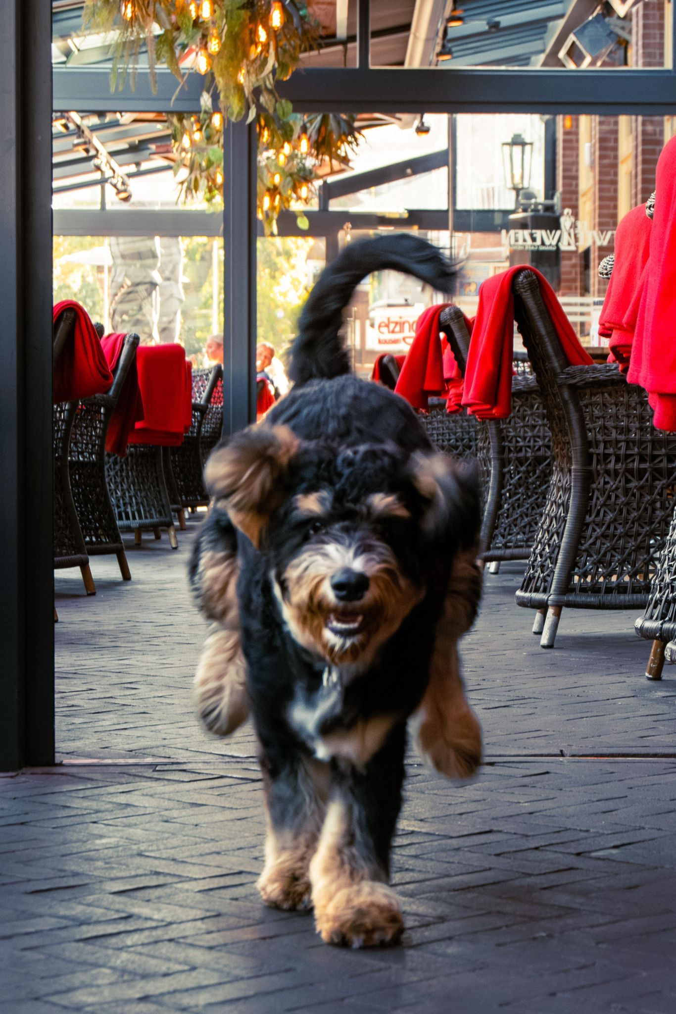 Bernedoodle in actie