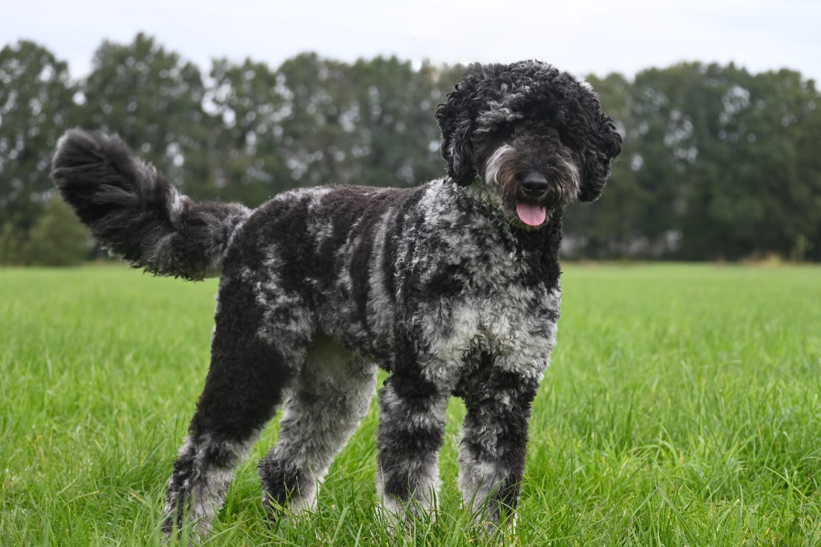 Bernedoodle Annie