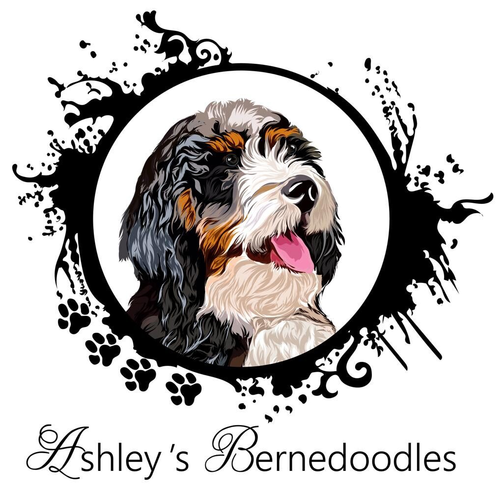 Ashley's Bernedoodles