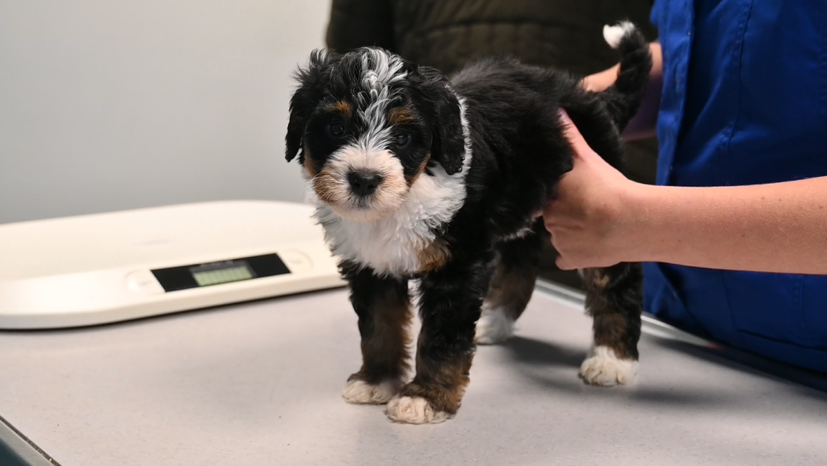 Bernedoodle bij de dierenarts