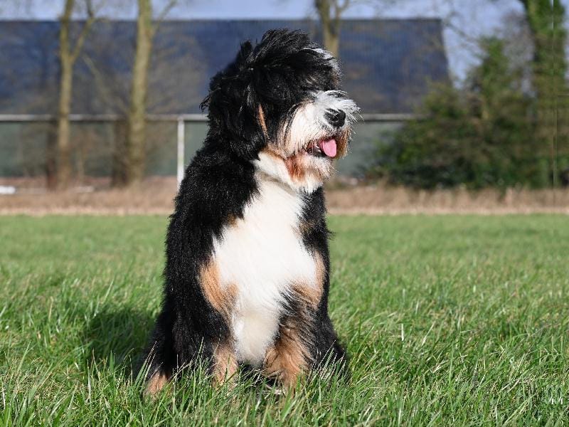 Foto van Lizzy