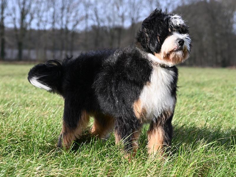 Medium Bernedoodle Lizzy