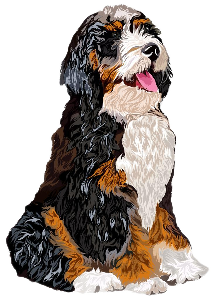 Ashley's Bernedoodles