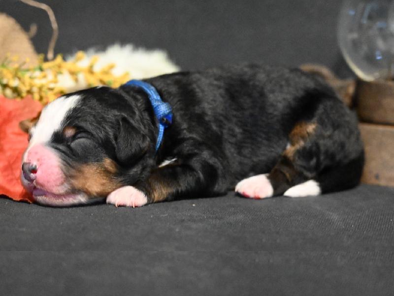 Pup van Lizzy