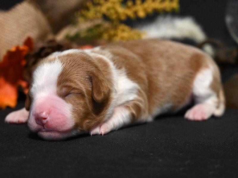 Pup van Lizzy