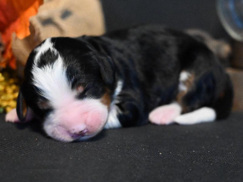 Pup van Lizzy