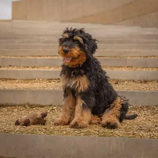 Puppy van Ashley's Bernedoodles