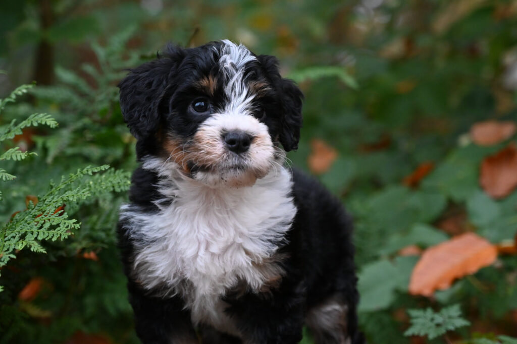 Ruby