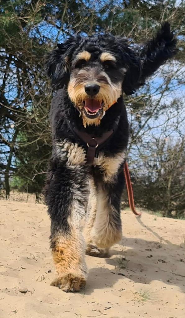 Bernedoodle op het strand