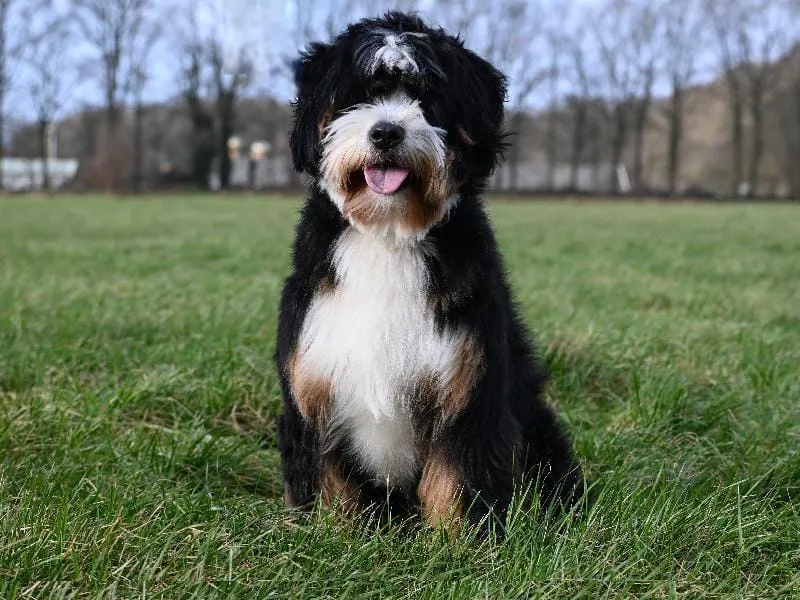 Ultra Bernedoodle Lizzy