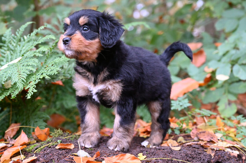 Ziva